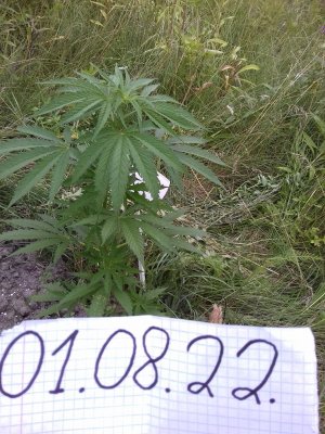 20160609_060617.jpg 20160609_060617.jpg