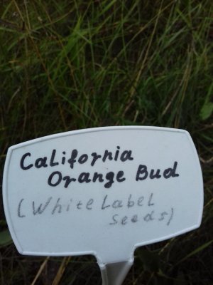 20160609_060906.jpg 20160609_060906.jpg