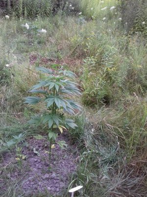 20160609_061131.jpg 20160609_061131.jpg