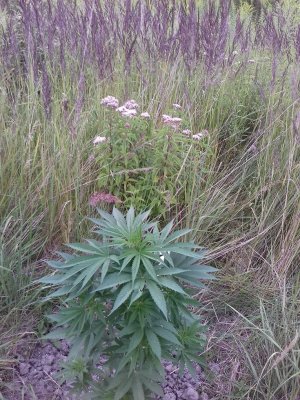 20160609_061822.jpg 20160609_061822.jpg