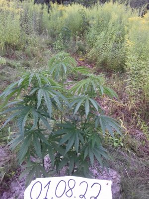 20160609_062602.jpg 20160609_062602.jpg