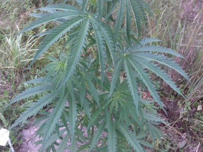 20160609_071737.jpg 20160609_071737.jpg