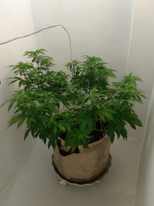 20220804_195745.jpg 20220804_195745.jpg