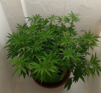 20220804_211020.jpg 20220804_211020.jpg