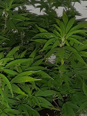 20220804_211700.jpg 20220804_211700.jpg