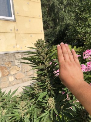 69BBCAFB-A994-4B69-A394-27D7C956BD21.jpeg 69BBCAFB-A994-4B69-A394-27D7C956BD21.jpeg