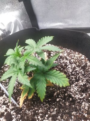 IMG_20220805_221648.jpg IMG_20220805_221648.jpg