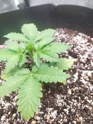 IMG_20220805_221657.jpg IMG_20220805_221657.jpg