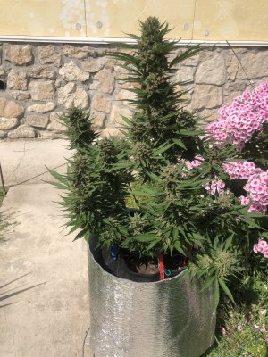 17D2BB71-736C-4C22-A20E-64F92FA9C206.jpeg 17D2BB71-736C-4C22-A20E-64F92FA9C206.jpeg