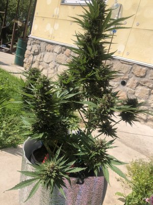 B42D8A89-CBF6-40C2-84D8-8452369C13C1.jpeg B42D8A89-CBF6-40C2-84D8-8452369C13C1.jpeg