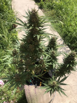 D6FCDAC3-EFCA-494A-A5CC-A45001C4B187.jpeg D6FCDAC3-EFCA-494A-A5CC-A45001C4B187.jpeg