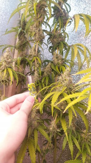 IMG_20220807_030608_1.jpg IMG_20220807_030608_1.jpg