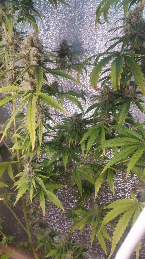 IMG_20220807_030329.jpg IMG_20220807_030329.jpg