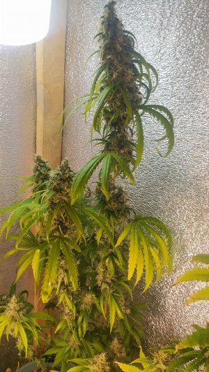 IMG_20220807_030233.jpg IMG_20220807_030233.jpg