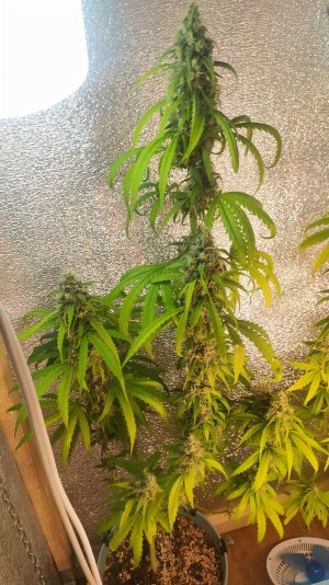 IMG_20220807_030158.jpg IMG_20220807_030158.jpg