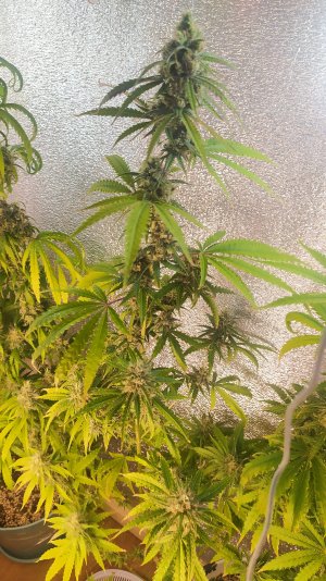 IMG_20220807_030146.jpg IMG_20220807_030146.jpg