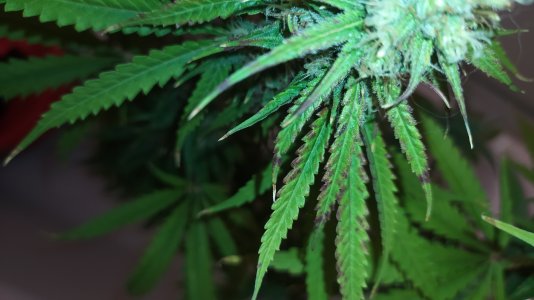 IMG_20220802_234307.jpg IMG_20220802_234307.jpg