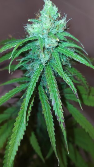 IMG_20220802_234244.jpg IMG_20220802_234244.jpg