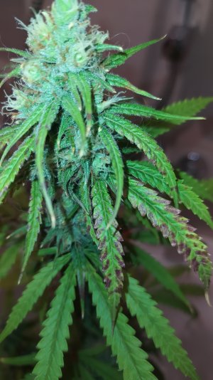 IMG_20220802_234235.jpg IMG_20220802_234235.jpg