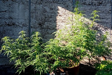 бочка.jpg бочка.jpg