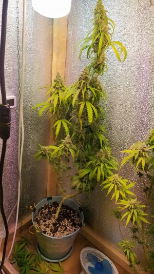 IMG_20220809_010141.jpg IMG_20220809_010141.jpg