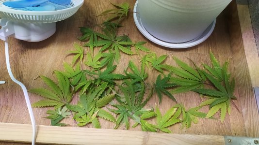 IMG_20220809_004140.jpg IMG_20220809_004140.jpg