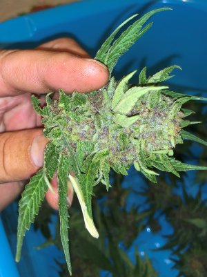 IMG_5787.jpg IMG_5787.jpg