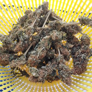 IMG_20220809_105240_492.jpg IMG_20220809_105240_492.jpg