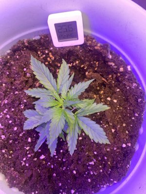 98AC0864-AFE6-41B4-BA5F-67E677140C4A.jpeg 98AC0864-AFE6-41B4-BA5F-67E677140C4A.jpeg