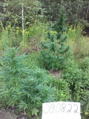 Slurricane IX 20160617_002441.jpg Slurricane IX 20160617_002441.jpg