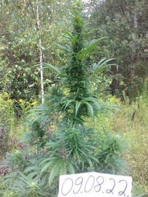 Slurricane IX 20160617_002521.jpg Slurricane IX 20160617_002521.jpg