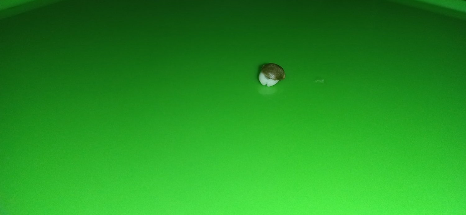 семка 3.jpg семка 3.jpg