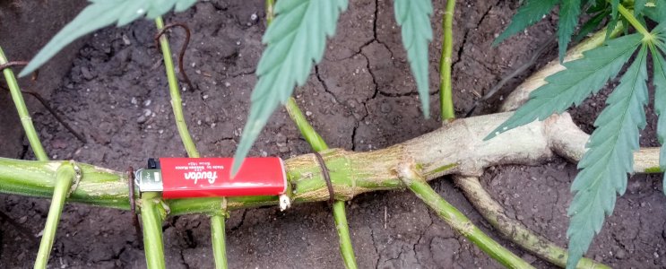 ствол.jpg ствол.jpg