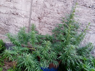 бочка.jpg бочка.jpg