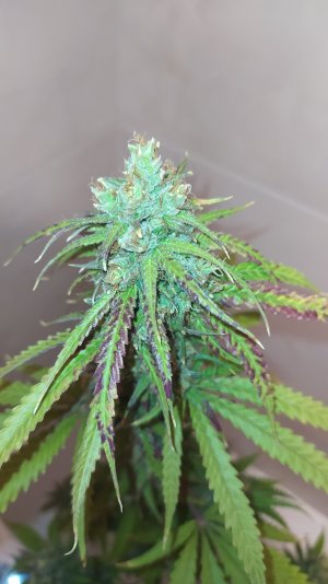 IMG_20220814_005111_956.jpg IMG_20220814_005111_956.jpg