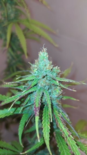 IMG_20220814_005109_218.jpg IMG_20220814_005109_218.jpg