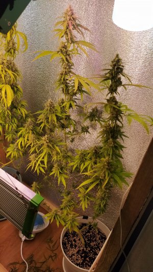 IMG_20220814_005106_602.jpg IMG_20220814_005106_602.jpg