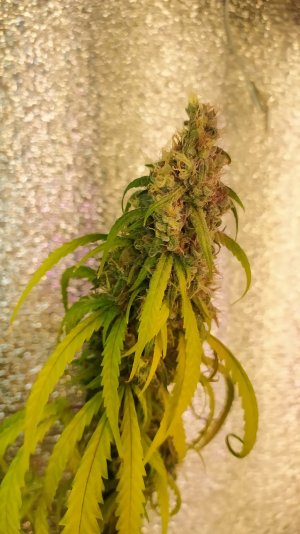 IMG_20220814_005058_254.jpg IMG_20220814_005058_254.jpg