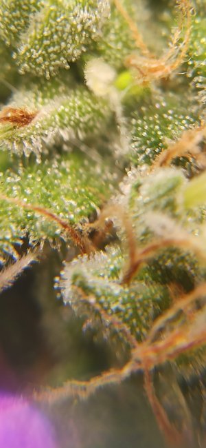 IMG_20220814_005022_560.jpg IMG_20220814_005022_560.jpg