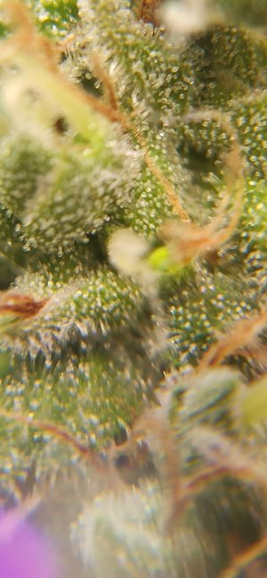 IMG_20220814_005005_564.jpg IMG_20220814_005005_564.jpg