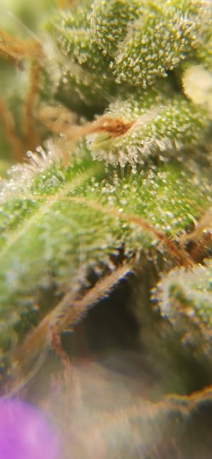 IMG_20220814_004938_497.jpg IMG_20220814_004938_497.jpg