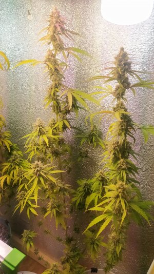 IMG_20220814_003330.jpg IMG_20220814_003330.jpg