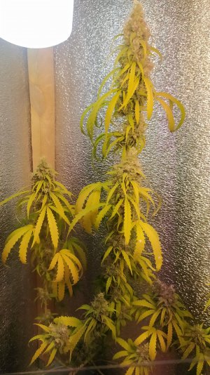 IMG_20220814_003248.jpg IMG_20220814_003248.jpg