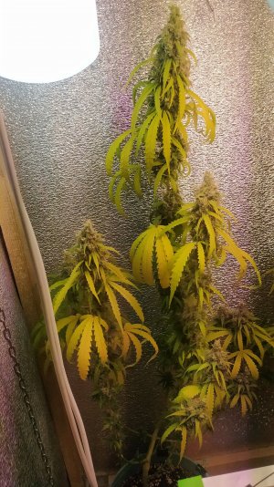 IMG_20220814_003234.jpg IMG_20220814_003234.jpg