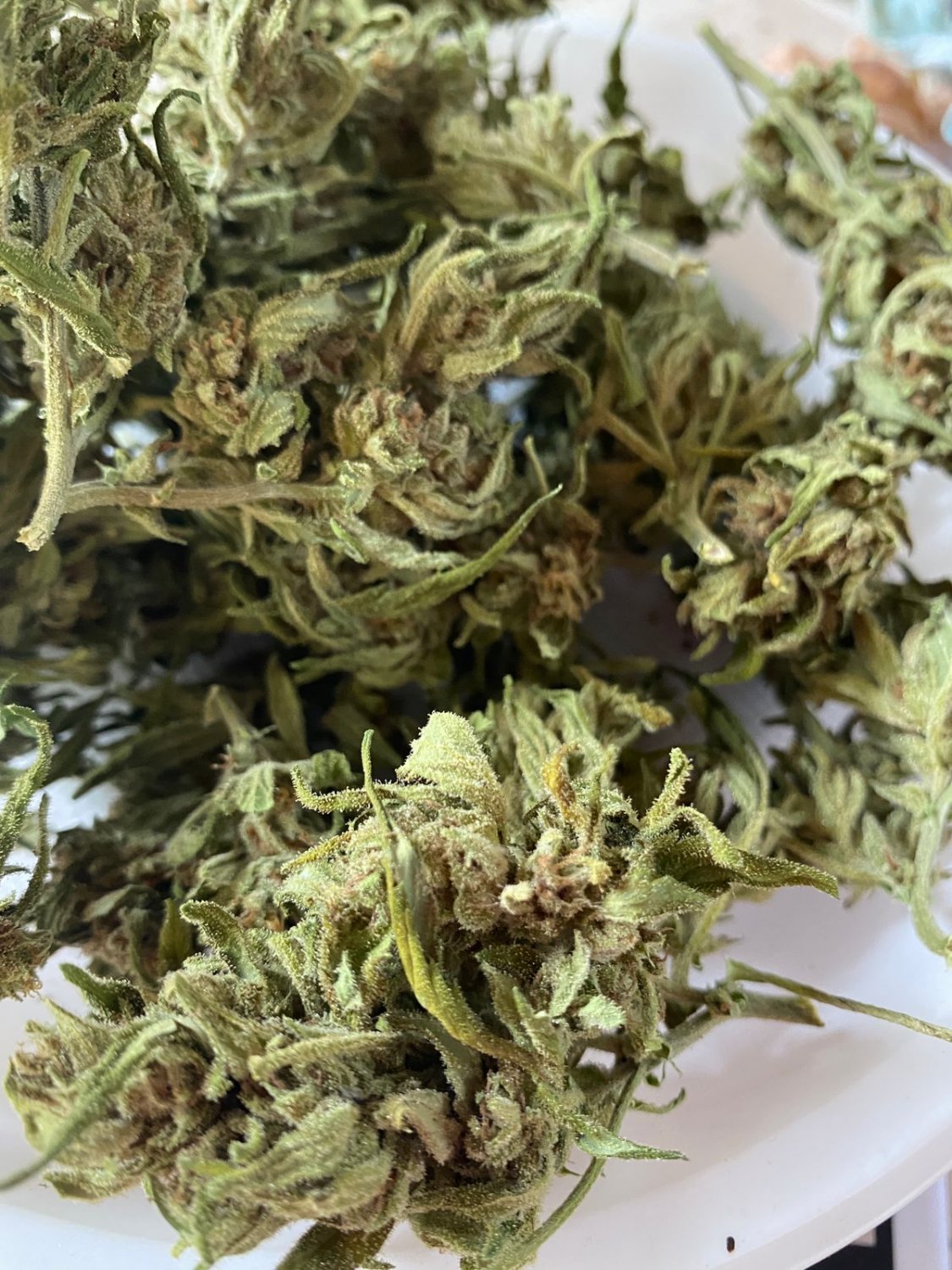 CDAFED35-0415-483E-9172-CE9DD9FC8EA1.jpeg CDAFED35-0415-483E-9172-CE9DD9FC8EA1.jpeg