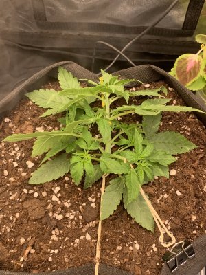 9D66F515-6FB4-4EE4-A0F4-F65AEC10712E.jpeg 9D66F515-6FB4-4EE4-A0F4-F65AEC10712E.jpeg