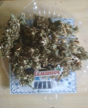 IMG_20220817_050756.jpg IMG_20220817_050756.jpg