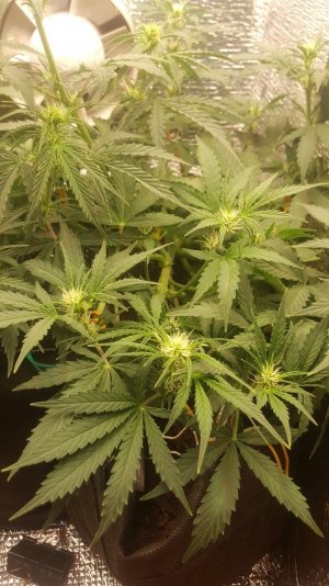 20220817_162955.jpg 20220817_162955.jpg