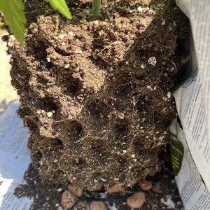 9980C203-3684-4E35-9A7C-FB6F9B1AB6E4.jpeg 9980C203-3684-4E35-9A7C-FB6F9B1AB6E4.jpeg