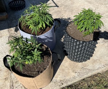 CE930B7C-0E66-4E31-919B-F295C2BC6827.jpeg CE930B7C-0E66-4E31-919B-F295C2BC6827.jpeg